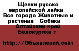 Щенки русско европейской лайки - Все города Животные и растения » Собаки   . Алтайский край,Белокуриха г.